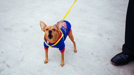 Chihuahua barking
