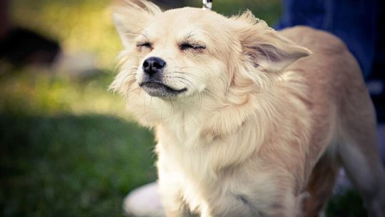 Reading Chihuahua ears