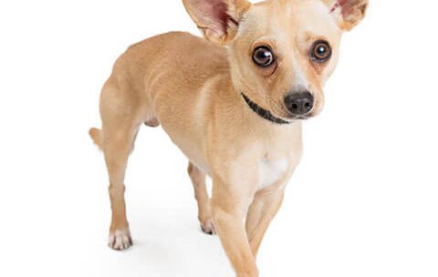 Why do Chihuahuas shake