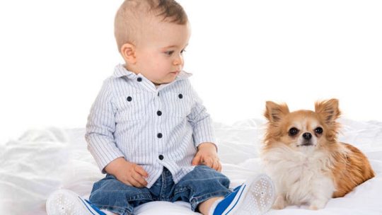 Are Chihuahuas good with kids