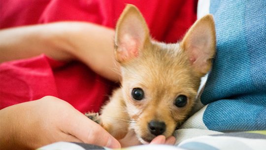 How to take care of a Chihuahua