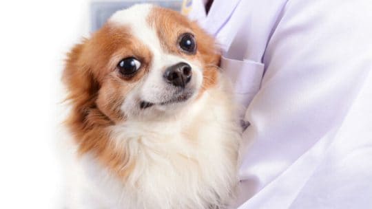 Most common Chihuahua health issues