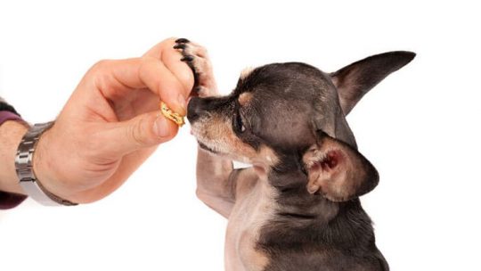 What do Chihuahuas eat