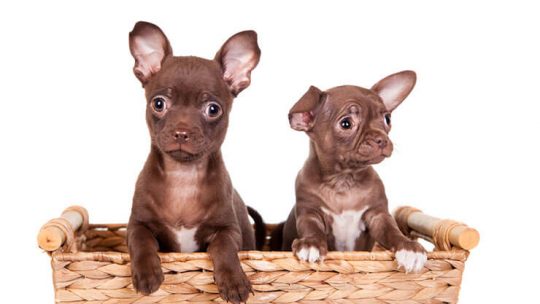 Chocolate Chihuahuas