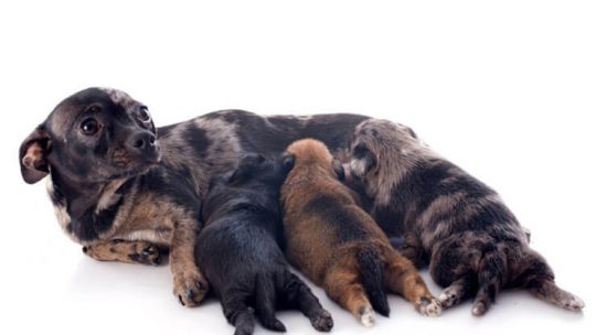 How many puppies can a Chihuahua have