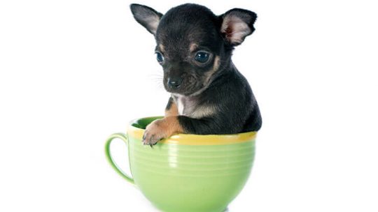 Teacup Chihuahua facts vs fiction