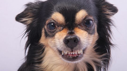 Why are Chihuahuas aggressive