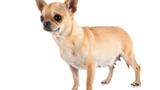 How long is a Chihuahua pregnant for