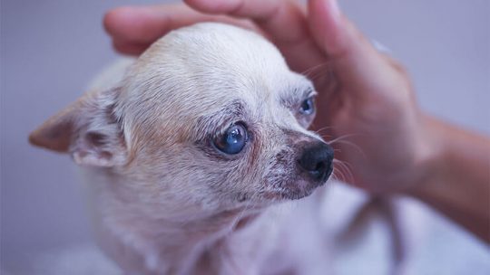 Caring for your senior Chihuahua