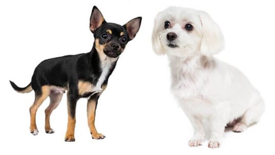 Maltese Chihuahua Mix Malchi