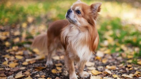Long-haired Chihuahua