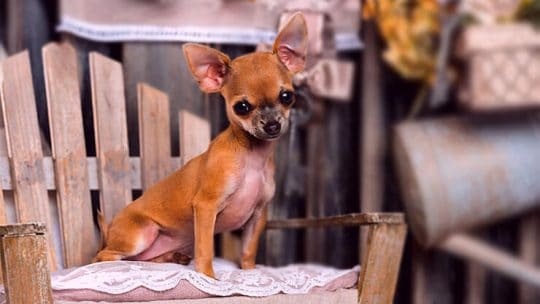 Deer head Chihuahua