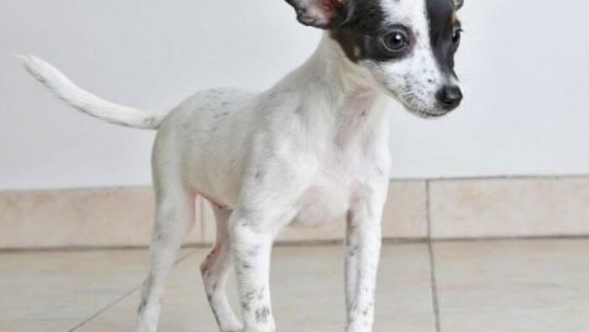 Chihuahua Rat Terrier Mix