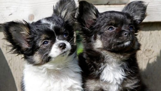 Chihuahua puppy breeders in Florida