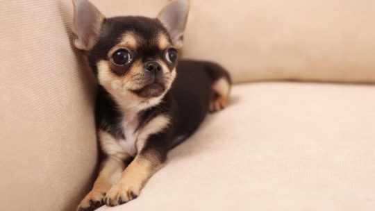 Chihuahua breeders and puppies in Ohio
