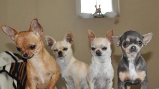 Honey Bee Chihuahuas in Sacramento, California